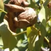Walnut Butter - Regular by Manzanita Manor Organics