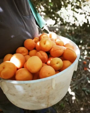 205766877_820726852200550_1349268435288199656_n Sustainably Grown Fruits by Winters Fruit Tree