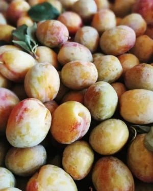 218060882_1084239062111107_1131836601656266802_n Sustainably Grown Fruits by Winters Fruit Tree