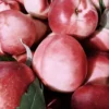 Sustainably Grown Fruits by Winters Fruit Tree