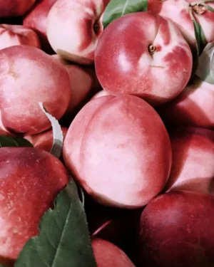 218270872_364713671925195_4882290824833918940_n Sustainably Grown Fruits by Winters Fruit Tree