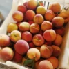 Sustainably Grown Fruits by Winters Fruit Tree