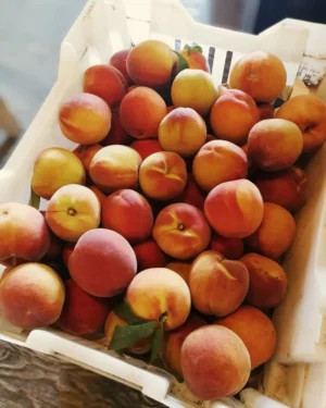 218416995_572799114106305_5315176608164216120_n Sustainably Grown Fruits by Winters Fruit Tree