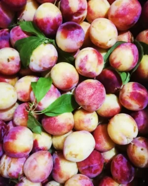 218457197_542739373439385_2056536093830037776_n Sustainably Grown Fruits by Winters Fruit Tree