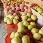 Sustainably Grown Fruits by Winters Fruit Tree
