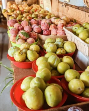 234775958_381312876848561_2166222098780372730_n Sustainably Grown Fruits by Winters Fruit Tree