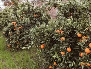 271342243_664231284740000_4268154196215195930_n Sustainably Grown Fruits by Winters Fruit Tree