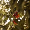 Sustainably Grown Fruits by Winters Fruit Tree