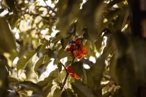 280040367_355283563247477_2382345342977029741_n Sustainably Grown Fruits by Winters Fruit Tree