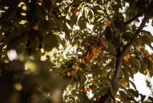 280062941_1063167397878637_6782783455275413802_n Sustainably Grown Fruits by Winters Fruit Tree