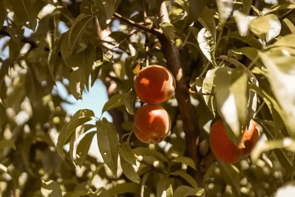 Sustainably Grown Fruits by Winters Fruit Tree