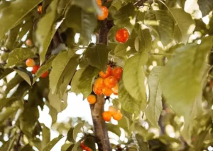 280152234_5222117991168291_953741386320869856_n Sustainably Grown Fruits by Winters Fruit Tree