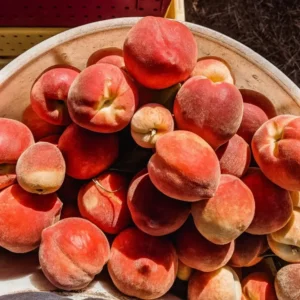 280444684_1081525176044865_893260945492420345_n Sustainably Grown Fruits by Winters Fruit Tree