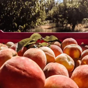 280542075_704227220777717_6120747213992017882_n Sustainably Grown Fruits by Winters Fruit Tree