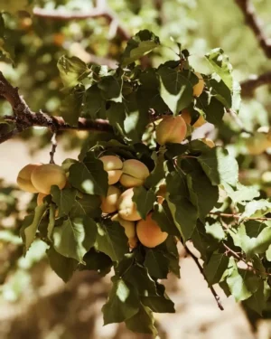 284392506_5047004105353618_8596294666086454976_n Sustainably Grown Fruits by Winters Fruit Tree