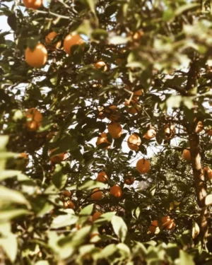 316727615_3486266854935355_8637124634084498132_n Sustainably Grown Fruits by Winters Fruit Tree