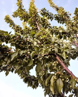 344821745_1112785730112115_6898043928178520416_n Sustainably Grown Fruits by Winters Fruit Tree