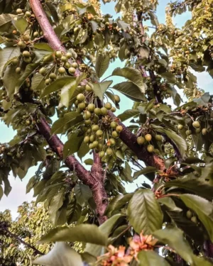 345463658_1013217942976686_4006958731395519012_n Sustainably Grown Fruits by Winters Fruit Tree