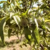 Sustainably Grown Fruits by Winters Fruit Tree