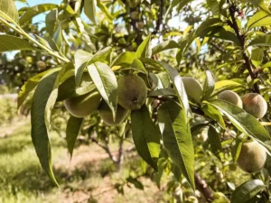 346864374_3439278099622027_6667715150692845540_n Sustainably Grown Fruits by Winters Fruit Tree