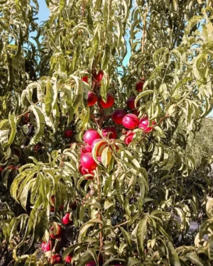 367398742_2020406688310330_6887653001456097036_n Sustainably Grown Fruits by Winters Fruit Tree