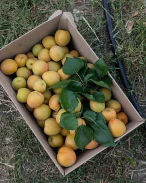 499270639_18387058744143238_195788778043955386_n Sustainably Grown Fruits by Winters Fruit Tree