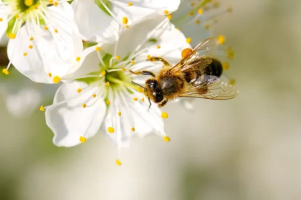 California Wildflower Blossom Honey by The Honey Ladies